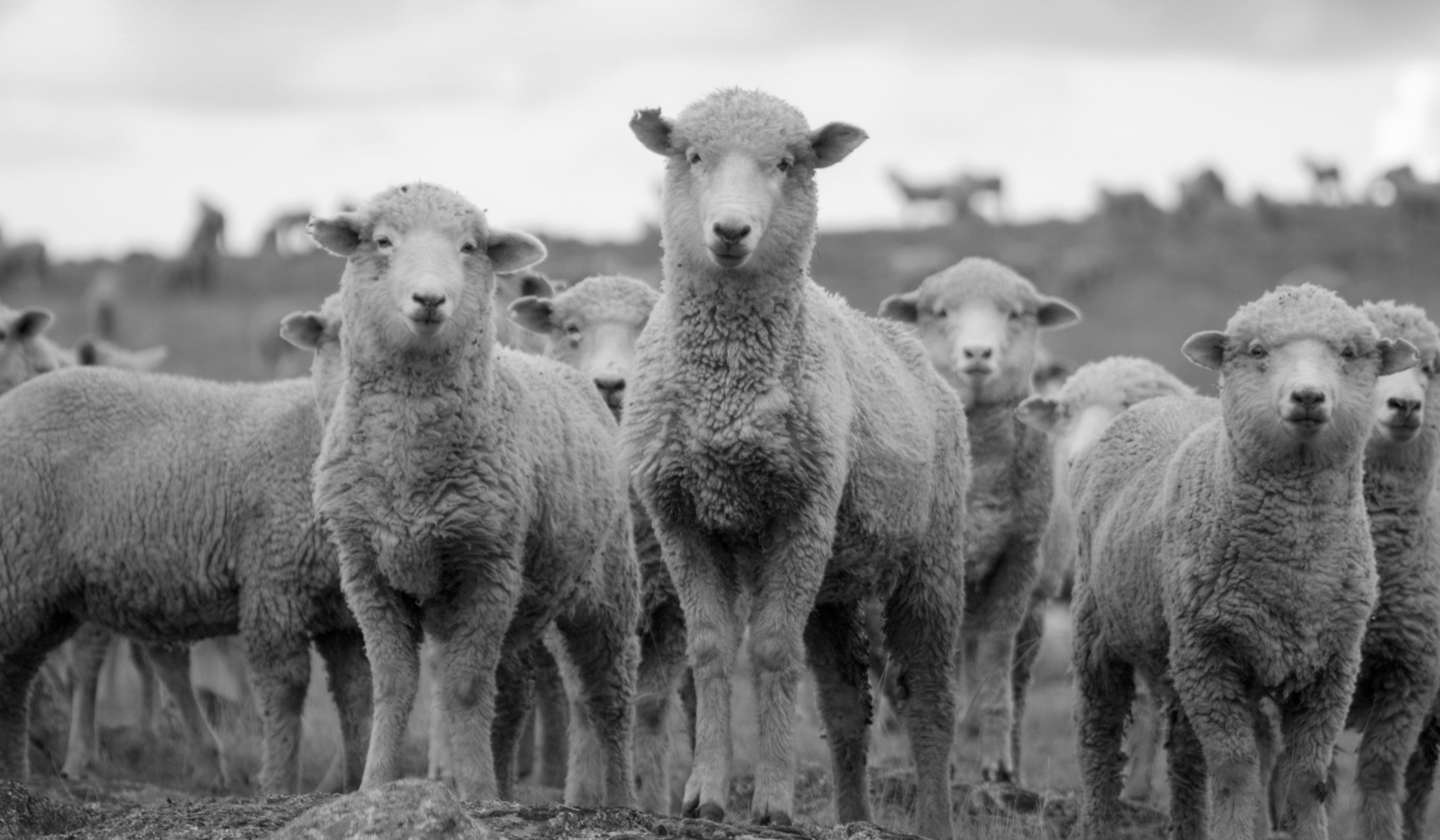 Australian Wool Innovation Streamlines SAP Licensing and Reduces Costs Significantly with Invictus Partners